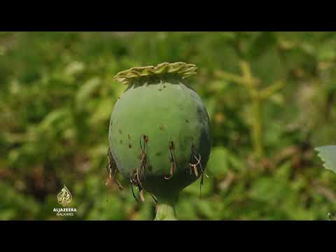 Video: Sadnja maka Matilije - Kako uzgajati mak Matilija u svom vrtu