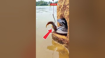 Ultimate DIY Fish Trap – Catch Fish Every Single Time || #fish #fishtrap