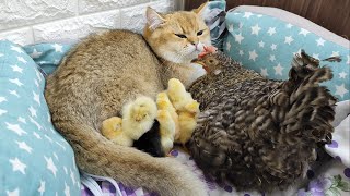 This mother hen and her chicks came to visit the Scottish cat