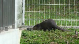 新加坡野生水獭 _ The 'Three Smooth-coated Otters' in South West Singapore