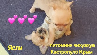 ЯСЛИ домашний питомник чихуахуа и той-пудель Кастропуло Крым #chihuahua #sale #toypoodle