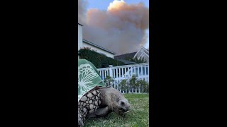 Deadly Palisades Fire forces TikTok famous tortoise to flee flames #Shorts