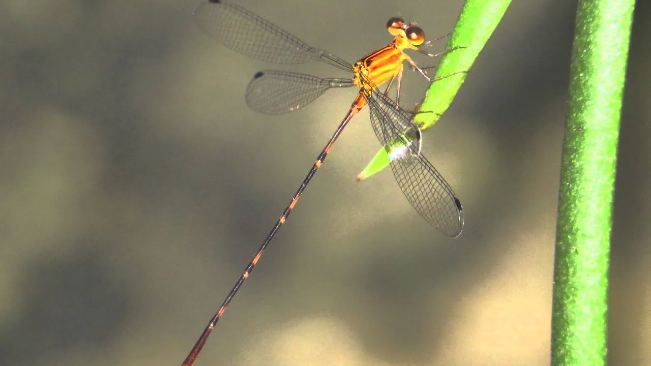 Heteragrion aurantiacum at REGUA, Brazil