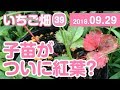いちご畑【39】子苗がついに紅葉？