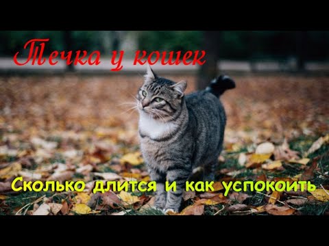 Течка у кошек  Сколько длится и как успокоить  The cat is in heat