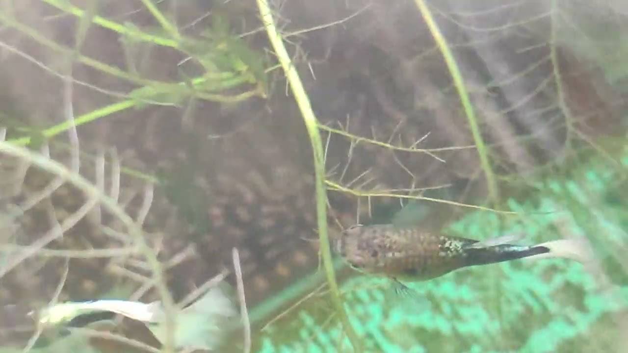 Butterfly pleco in one of our ponds😊