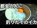 ＵＵＵＭの社長に九州の釣りたてのアオリイカを食べてもらった！#1