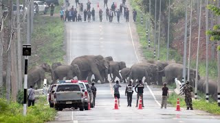 Elephant Family Stop Traffic To Cross Road screenshot 4