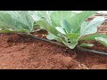 Solar powered drip irrigation system for cabbages Cabbage irrigation in Uganda