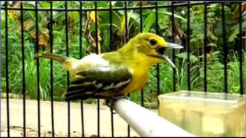 Pancingan Burung Sirtu Paling Gacor // SIRTU NGOTOT VS CIPOH PEMBERANI SAMA2 MENTAL BAJA