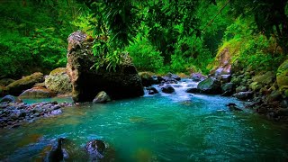 Beautiful Stream in Deep Forest River Sounds for Slepp for Stress Reliever for Study for Relaxation