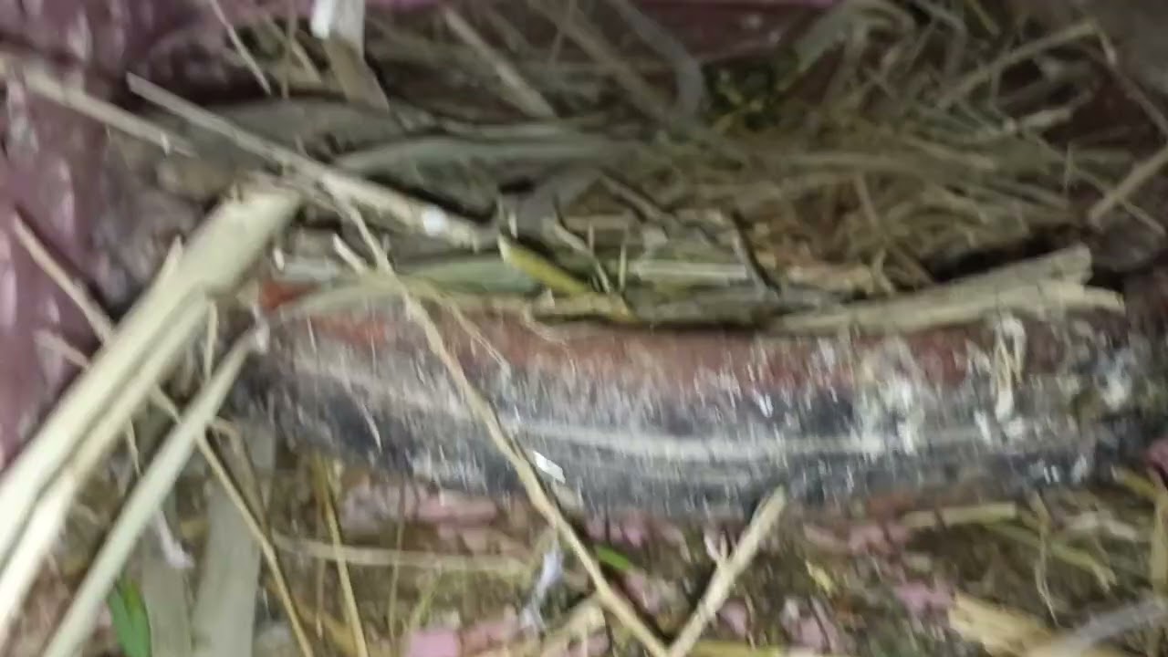 السلام عليكم الخوت تولع 🥰🥰صباحيه للاسف مات لنا ذاك الفريخ وراه نظفنا سجنه 🕊️🕊️❤️