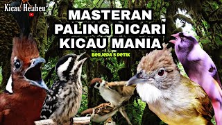 MASTERAN TERBAIK KOMBINASI KENARI, CILILIN, CUCAK JENGGOT JAWA, PLATUK BERAS, GEREJA TARUNG