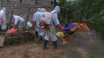 Nâng cao công tác truyền thông về phòng, chống dịch cúm gia cầm độc lực cao