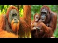 Orangutan : The most amazing video you have ever seen | baby orangutan