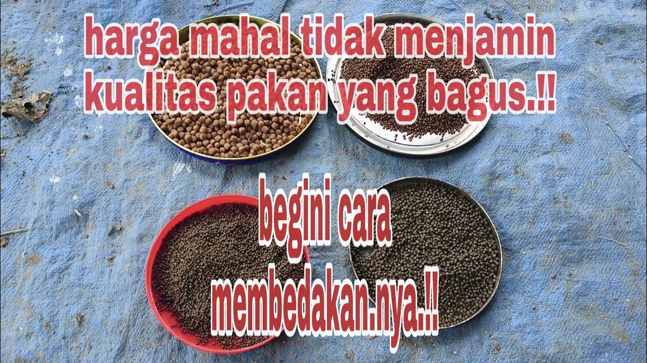 Cara membedakan pakan lele yang bagus dan jelek Hasil Dngdut Hasil