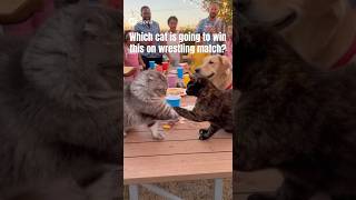 Two cats arm wrestling at an outback barbecue. #cat #catshorts #catsarmwrestling #shorts #viralcats