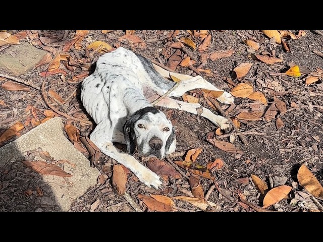 Severely Neglected, No Food and Unable to Defecate, She Was Fading Away Alone