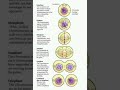 Mitosis | Phases Of Mitosis | Cell Biology | FSc