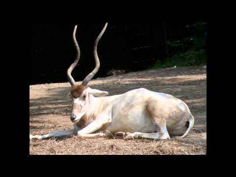 Аддакс (Мендес) Африканская антилопа. Животное занесено в Красную книгу