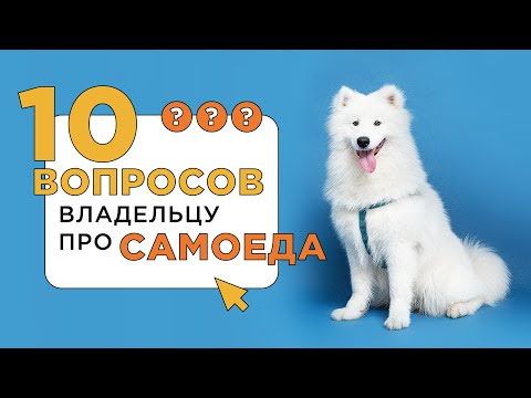 10 вопросов владельцу про самоеда. Расскажем все о собаке породы самоед.