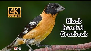 Black headed Grosbeak 4K