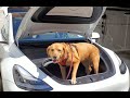 Will My Dog Fit in the Tesla Model Y?