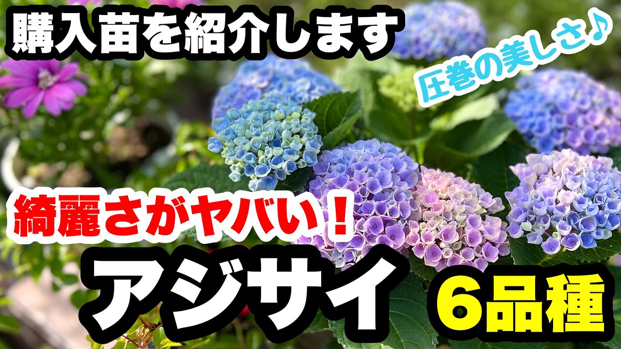 ◇【Immediate Purchase】Rainbow Hydrangea Antique Blue! New