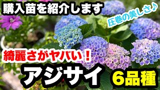 ◆【思わず購入】虹色アジサイ・アンティークブルー！New新たな品種が仲間入り🪴