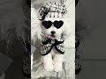 Raz 14" Mini White Poodle Christmas Decoration 4614007