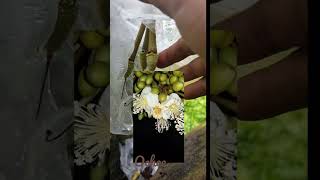 TIP SEDERHANA AGAR BENANG SARI BUNGA DURIAN TIDAK TERCUCI AIR HUJAN
