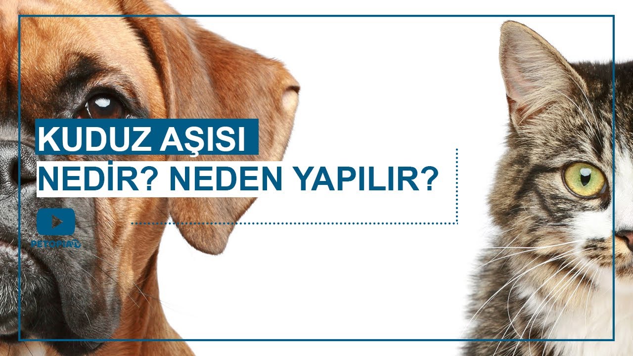 köpeklerde lyme aşısı