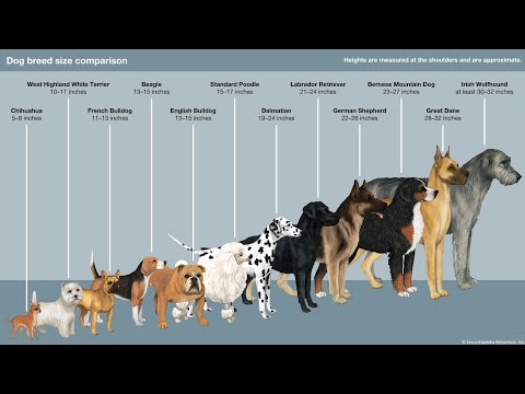 How Dog chemically bonds with humans 🤔 