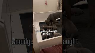 Smudgekins Sneaks In To Meet Agathas Puppies A Beautiful Wolfpack Moment