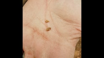 testing the 11" coiltek elite coil gpx 4500 gold found.