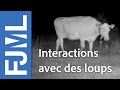 Interactions loups/bovins dans le Jura (CH) - IPRA FJML