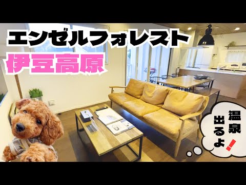 【犬と泊まれる】エンゼルフォレスト伊豆高原が予想以上に快適だった！　【トイプードルのわらび】