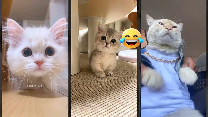 Watch the video about Funny Cat 😸 Funny Cat Videos 🐈‍⬛ #cathouse Ep 8604