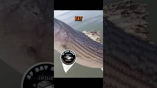 How to Catch Striped Bass with Lures! - Paddletails 🎣🐟🐠 NEW Video Out Now!