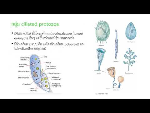 Animal like protists