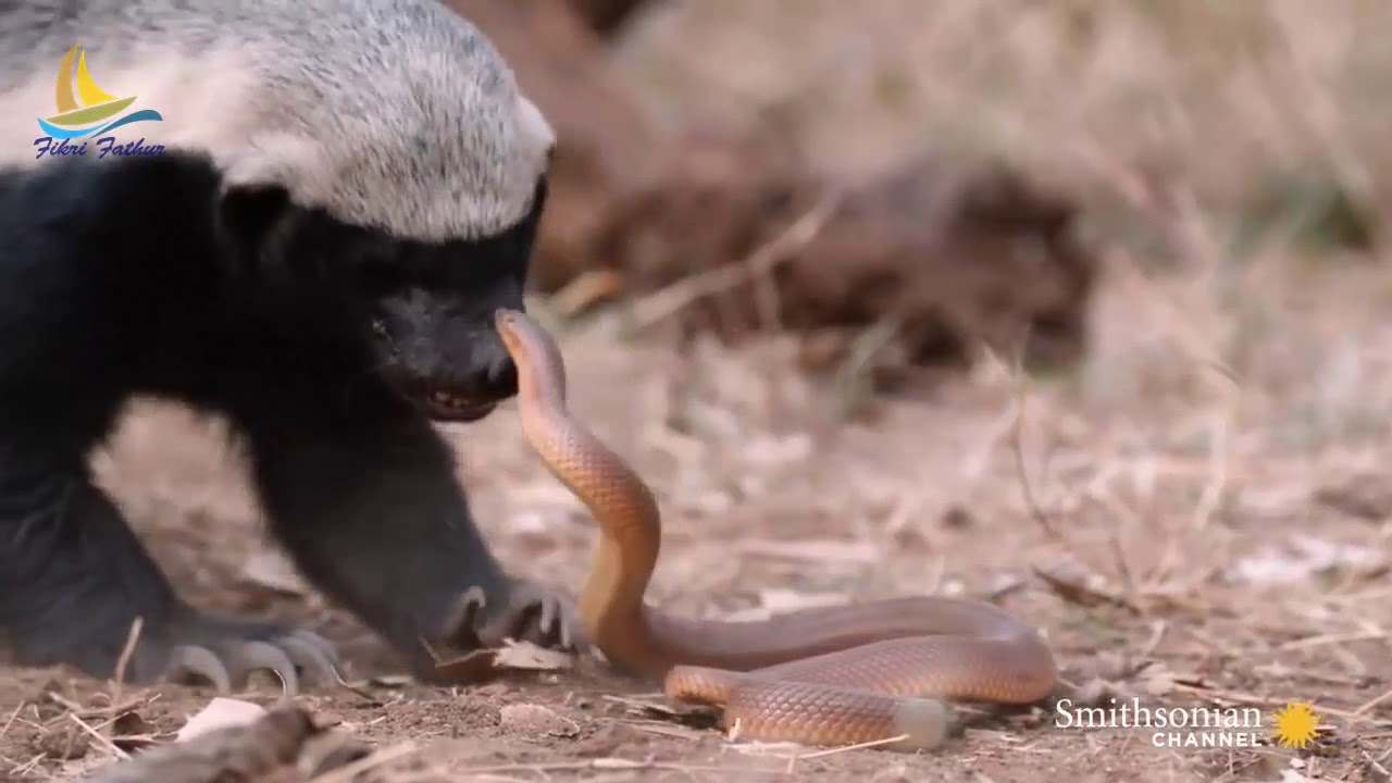 Dipatuk Ular Berbisa Berkali Kali Binatang Ini Tetap Kuat Luwak