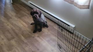 Wirehaired Pointing Griffon Gets Sassy #funny