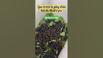 Ốc giống 2 tuần tuổi đều,bóng đẹp.#shorts