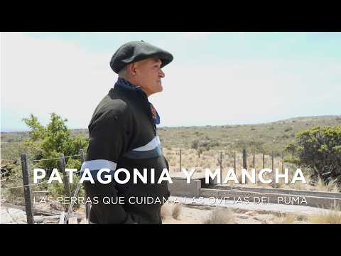 Livestock Guardian Dogs vs. Pumas | Patagonia and Mancha