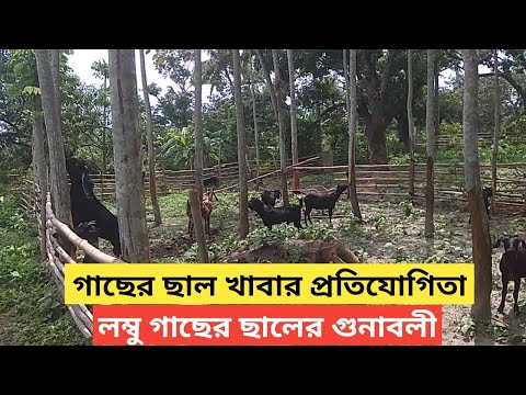 ভিডিও: আকাশচুম্বী গাছ