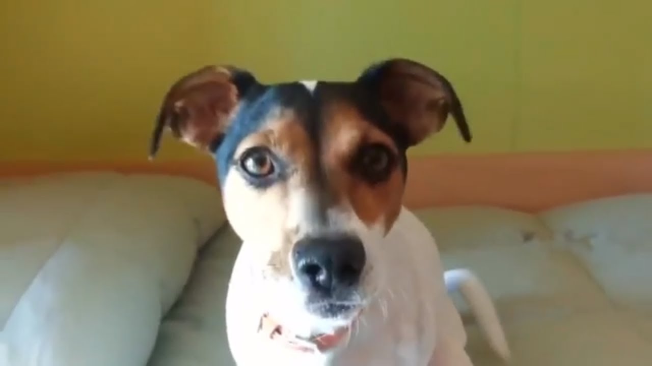 Top 10 funniest dogs of 2020 YouTube