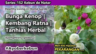 Bunga Kenop, Kembang Ratna, Gomphrena Globosa