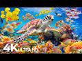 Underwater Wonders 4K - Amazing Fish, Coral Reefs &amp; Sea Animals - Fish Tank Sound For Deep Sleep #30