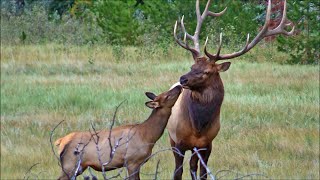 The Elk Rut is Coming