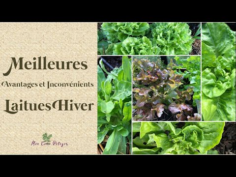 Vidéo: Quelles sont les cultures cultivées en hiver ?